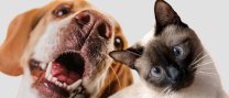 1a Marxa solidària a favor dels animals del poble
