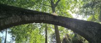 A3. Recuperació de camins històrics i fonts del municipi