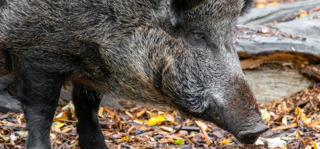 Mesures per Pesta Porcina Africana (PPA)
Consulta-les aquí