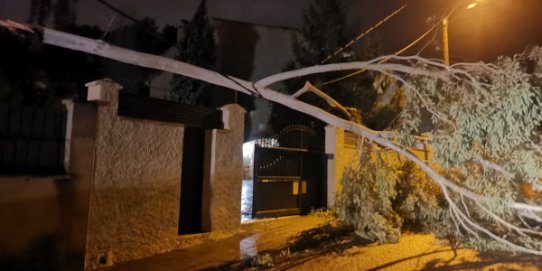 Un arbre caigut com a conseqüència del temporal Gloria, el 21 de gener passat.