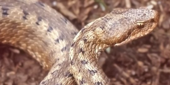 Fragment de la coberta del llibre.