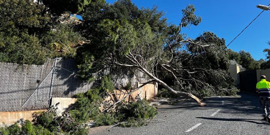 Afectacions de la ventada al carrer del Cim.