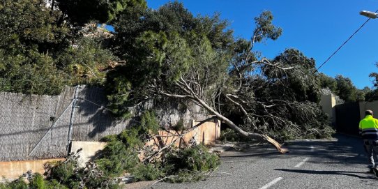 Imatge de les conseqüències de l'episodi de vent d'aquest mes de febrer al carrer del Cim.