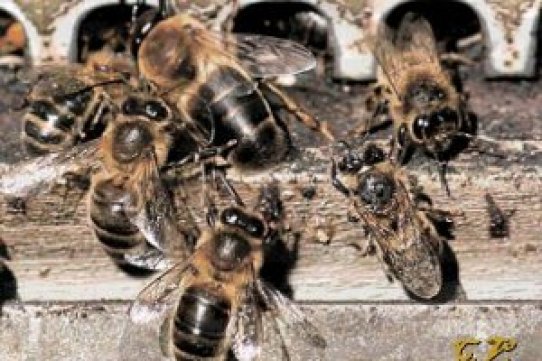 Fotografia apicultors