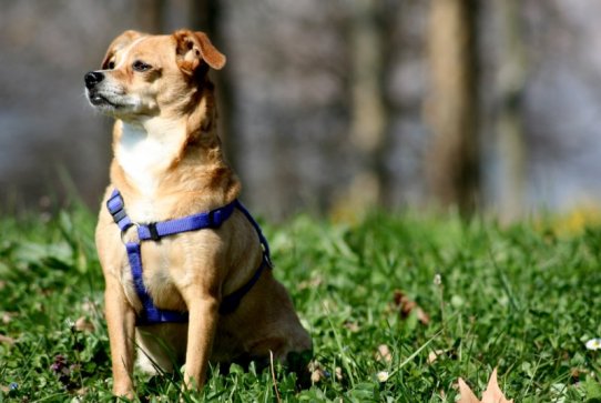 Castellar disposa d’un cens que supera els 3.300 exemplars d’animals domèstics