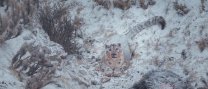 "El leopardo de las nieves"