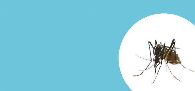Campanya de prevenció
del mosquit tigre
Consulta alguns consells