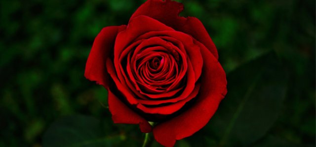 Celebra Sant Jordi
a Castellar!
Consulta'n la
programació aquí